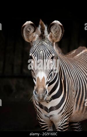 Primo piano la zebra di Grevy che guarda nella fotocamera Foto Stock