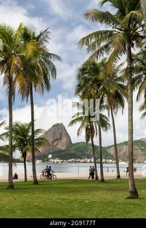 Splendida vista sulle palme e sul Pan di zucchero a Rio de Janeiro, Brasile Foto Stock