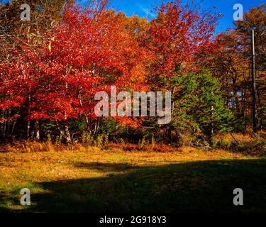 treeline colorata al bordo di un fieild abbandonato Foto Stock