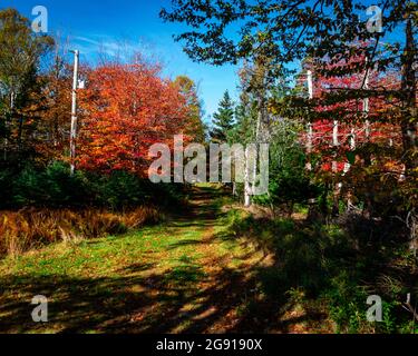 percorso attraverso gli alberi con foglie colorate Foto Stock