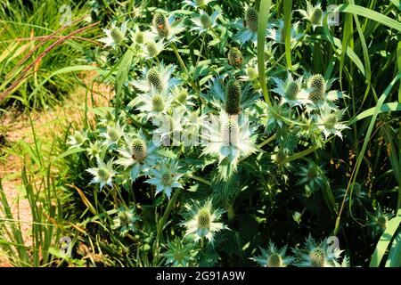 Eryngium giganteum o fantasma di Miss Willmott, è una pianta perenne di breve durata della famiglia Apiaceae; pianta ornamentale da giardino. Foto Stock