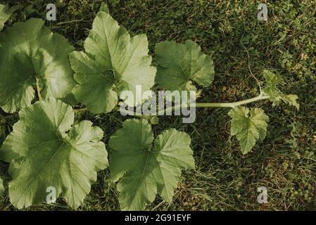 foglie di zucca che crescono a terra in estate Foto Stock