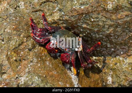 Red Rock Crab seduto in alcuni demolitori appena a lato Baja de las Roques, nella parte nord-occidentale di la Gomera, nelle Isole Canarie. Foto Stock