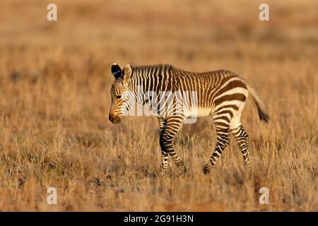 Una giovane zebra di montagna del Capo (Equus zebra) foal, Parco Nazionale di Zebra di montagna, Sud Africa Foto Stock