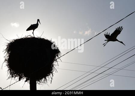 Slavyansk, Ucraina. 20 luglio 2021. La cicogna bianca (Ciconia ciconia ciconia) è un uccello della famiglia delle cicogne, Ciconiidae. Il suo piumaggio è principalmente bianco, con nero sulle ali dell'uccello. (Foto di Andriy Andriyenko/SOPA Images/Sipa USA) Credit: Sipa USA/Alamy Live News Foto Stock