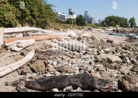 Seattle, Stati Uniti. 23 luglio 2021: Misteriosa morte del leone marino nel Myrtle Edwards Park con i kayak sullo sfondo. Dopo una recente ondata di caldo nel pacifico nord-ovest, un leone marino è stato trovato morto sulla spiaggia appena a nord del centro. Nel 2020 sono stati trovati diversi leoni marini morti, almeno uno ha avuto una ferita da un colpo d'arma da fuoco. Credit: James Anderson/Alamy Live News Foto Stock