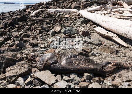 Seattle, Stati Uniti. 23 luglio 2021: Una misteriosa morte del leone marino nel Myrtle Edwards Park. Dopo una recente ondata di caldo nel pacifico nord-ovest, un leone marino è stato trovato morto sulla spiaggia appena a nord del centro. Nel 2020 sono stati trovati diversi leoni marini morti, almeno uno ha avuto una ferita da un colpo d'arma da fuoco. Credit: James Anderson/Alamy Live News Foto Stock