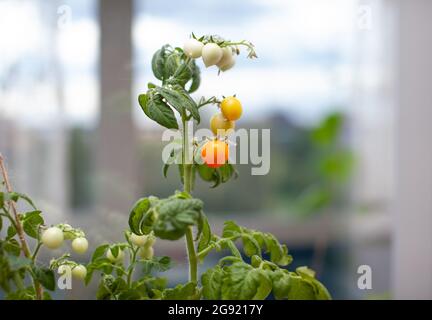 Pomodori gialli acerrimi e maturi che crescono sul davanzale. Foto Stock