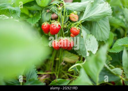 Fragole rosse mature giacciono sul palmo aperto della mano di una donna. Foto Stock