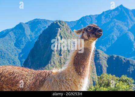 Lama (lama glama) ritratto a Machu Picchu, Perù. Foto Stock