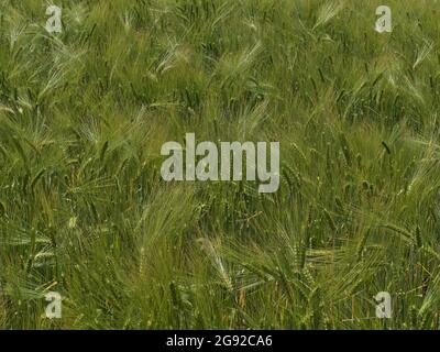 Vista closeup del campo di grano agricolo con piante d'orzo (hordeum vulgare) con motivi di colore verde nella stagione estiva in Alb Svevo, Germania. Foto Stock