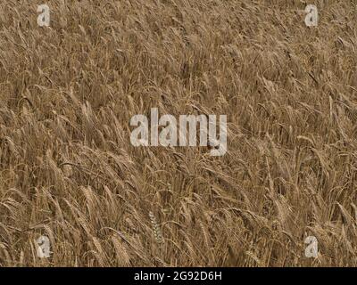 Vista closeup del campo di grano agricolo con modello di piante d'orzo color oro (hordeum vulgare) in estate vicino Abstatt nel Baden-Württemberg. Foto Stock