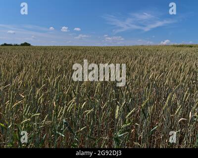 Vista sul campo di grano agricolo con piante di grano verde e dorato (triticum aestivum) nella stagione estiva vicino Abstatt, Baden-Württemberg, Germania. Foto Stock