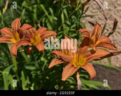 Vista in primo piano di splendidi gigli fioriti (lilium) con teste di fiori di colore arancione e giallo e foglie verdi nella soleggiata giornata estiva. Foto Stock