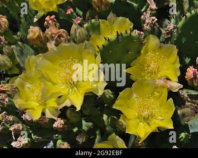 Vista closeup di fiori di pera di prickly (opuntia, cactaceae) con fiori di colore giallo e foglie verdi spesse con spine nella soleggiata giornata estiva. Foto Stock