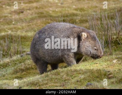 Vista da vicino di un wombat marsupiale selvaggio che mangia erba vicino a Cradle Mountain in Tasmania Foto Stock