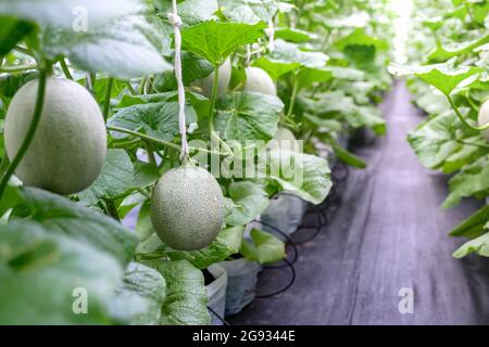 Melone di Cantaloup che cresce in una fattoria Foto Stock