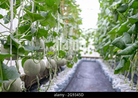 Melone di Cantaloup che cresce in una fattoria Foto Stock