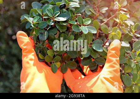 Indossare guanti di gomma arancione che tengono un bouquet di alberi Foto Stock