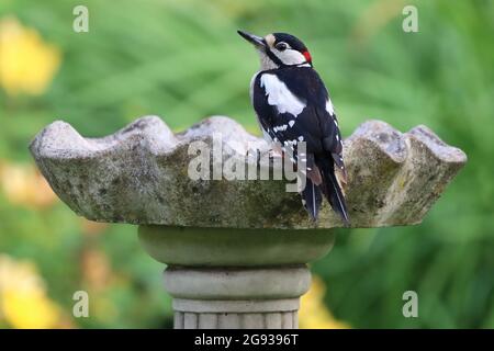 Grande Spotted Woodpecker maschio che beve dal tavolo degli uccelli Foto Stock