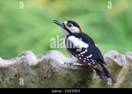 Grande Spotted Woodpecker maschio che beve dal tavolo degli uccelli Foto Stock