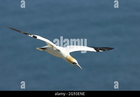 Un Gannet si avvicina al suo sito di nido presso la riserva RSPB a Bempton. Le torreggianti scogliere calcaree costituiscono l'unico sito di nidificazione continentale Foto Stock