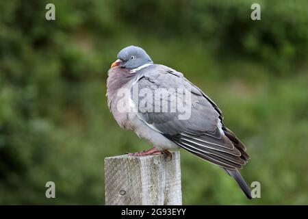 Pigeon di legno comune (Columba Palumbus), arroccato su un Fence Post, Regno Unito Foto Stock