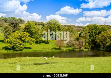 Cavalli che pascolano sul lago sul fiume Cerne passando attraverso i giardini di casa di Minterne, Dorset, Inghilterra, Regno Unito Foto Stock