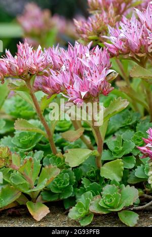 Stonecrop caucasico - Sedum spurium, fiori rosa e foglie Foto Stock