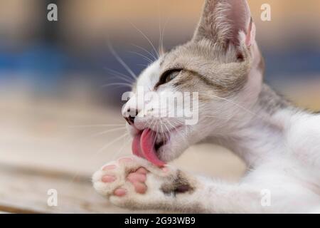 Primo piano di simpatici zampe di leccatura per animali domestici (sfondo sfocato) Foto Stock