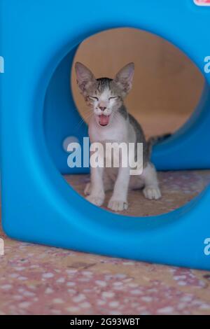 Cute gatto animale domestico che sbadia vista ritratto (fuoco selettivo). Foto Stock