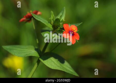 closeup di rosso brillante scarlatto pimpernel fiore selvatico su sfondo verde Foto Stock