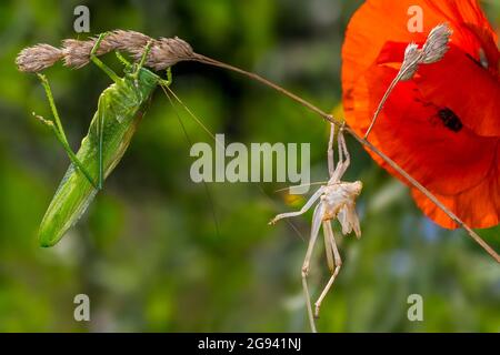 Grande cespuglio verde-cricket (Tettigonia viridissima) femmina adulto / imago e molt di stadio ninfa appeso da gambo di erba in prato Foto Stock