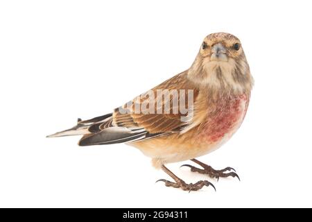 Linnet comune, Carduelis cannabina, isolato su sfondo bianco. Maschio Foto Stock