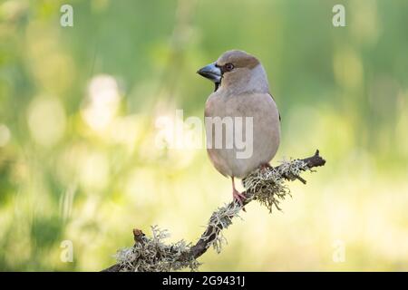 Uccello hawfinch Coccodraustes coccodraustes. Songbird seduto ramo. Foto Stock