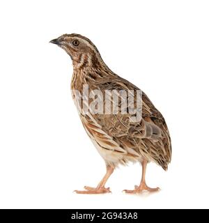 Quaglia selvaggia, coturnix coturnix, isolato su sfondo bianco. Foto Stock