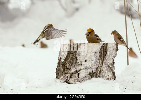 Uccelli che svernano in una foresta innevata. Uccelli che volano. Foto Stock