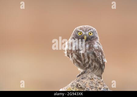 Uccello femmina piccolo gufo Athene noctua seduta su una pietra e guarda avanti. Foto Stock