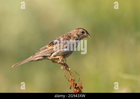 Granoturco che accatastano Emberiza calandra, siede su una pianta su uno sfondo verde bello. Foto Stock