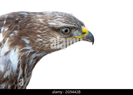 Ronzio comune, buteo buteo, primo piano ritratto. Maschio. Isolato su bianco Foto Stock