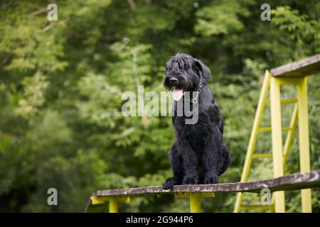 Ritratto del cane durante l'addestramento di obbedienza. Schnauzer gigante su strada ostacolo. Foto Stock