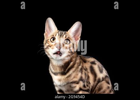 Gattino Bengala infelice isolato su sfondo nero Foto Stock