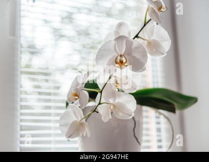 Bella fiori bianchi orchidee, come crescere e cura per le orchidee Phalaenopsis, piante popolari casa Foto Stock