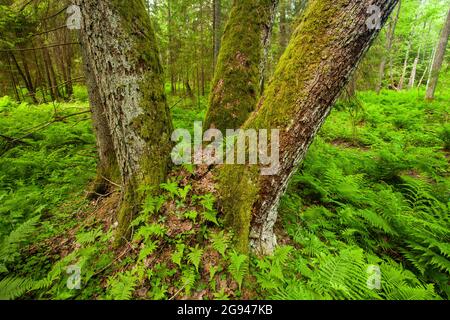 Diversi alberi ricoperti di muschio e felci giovani in una foresta di vecchia crescita in Estonia, Nord Europa. Foto Stock