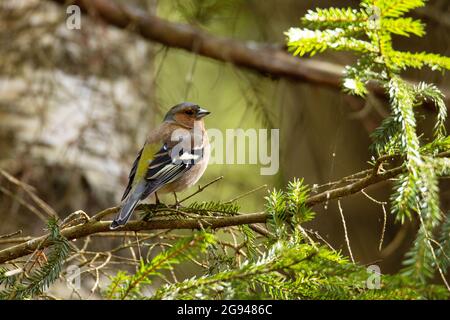 Maschio comune chaffinch, Fringilla coelebs arroccato su un ramo di Abete nella foresta estone. Foto Stock