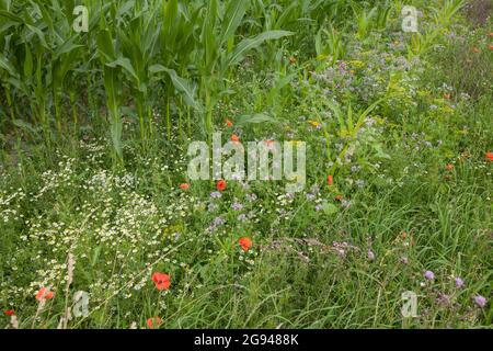 Striscia fiorita di un campo di mais vicino a Billerbeck, regione di Muensterland, Renania Settentrionale-Vestfalia, Germania. Bluehstreifen an einem Maisfeld bei Billerbeck, Foto Stock