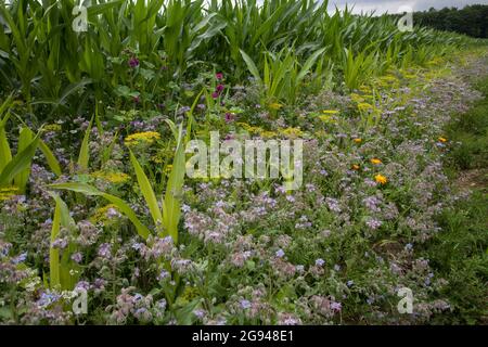 Striscia fiorita di un campo di mais vicino a Billerbeck, regione di Muensterland, Renania Settentrionale-Vestfalia, Germania. Bluehstreifen an einem Maisfeld bei Billerbeck, Foto Stock