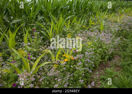 Striscia fiorita di un campo di mais vicino a Billerbeck, regione di Muensterland, Renania Settentrionale-Vestfalia, Germania. Bluehstreifen an einem Maisfeld bei Billerbeck, Foto Stock