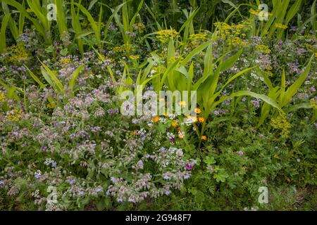Striscia fiorita di un campo di mais vicino a Billerbeck, regione di Muensterland, Renania Settentrionale-Vestfalia, Germania. Bluehstreifen an einem Maisfeld bei Billerbeck, Foto Stock
