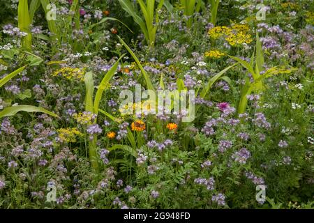Striscia fiorita di un campo di mais vicino a Billerbeck, regione di Muensterland, Renania Settentrionale-Vestfalia, Germania. Bluehstreifen an einem Maisfeld bei Billerbeck, Foto Stock